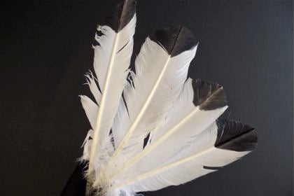 Feather Imitation Eagle Pack of 4