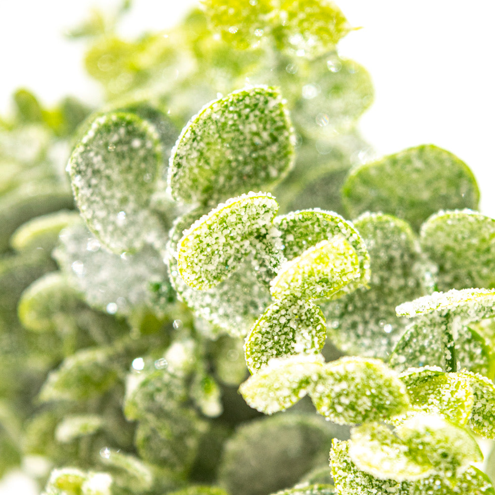 Eucalyptus Bunch with Frost - Default Title (BEREUC)