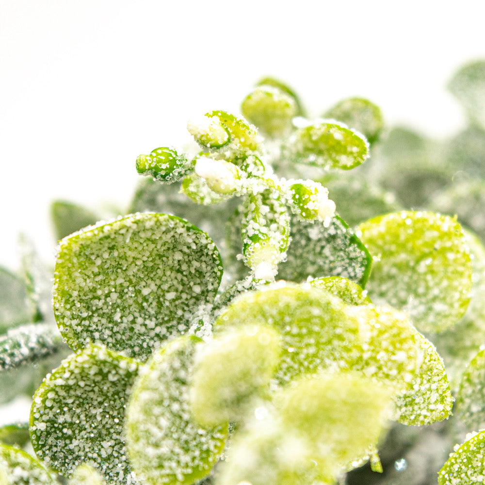 Eucalyptus Bunch with Frost - Default Title (BEREUC)