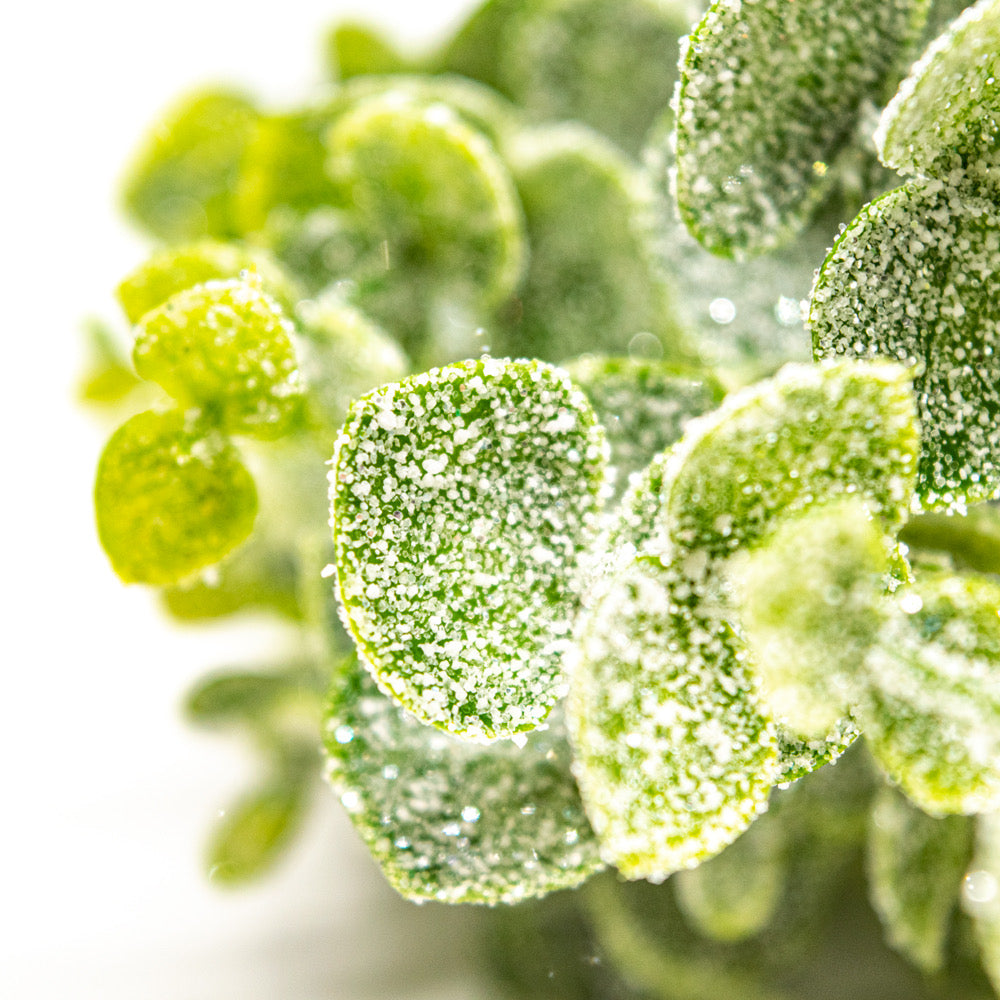 Eucalyptus Bunch with Frost - Default Title (BEREUC)