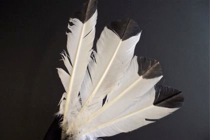 Feather Imitation Eagle (4) Default