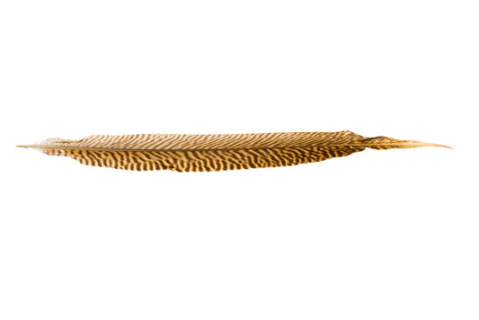 Feather Golden Pheasant (1) Default