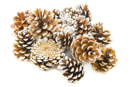 Assorted White Tipped Pine Cones 250gm Default